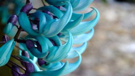 Jade Vine