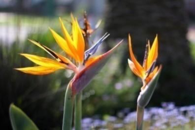 Bird of Paradise